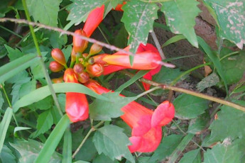 Продам 3-х кімнатну квартиру, Залютино, Код: 645772/2