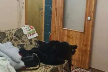 Сдам гостинку, Новые дома, Код: 671579/2