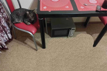 Сдам 1-кімнатну квартиру, Холодная Гора, Код: 782841/3