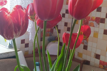 Продам 3-х кімнатну квартиру, Новые дома, Код: 798741/1