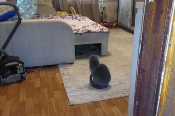 Сдам 2-х кімнатну квартиру, Салтовка, Код: 805614/1