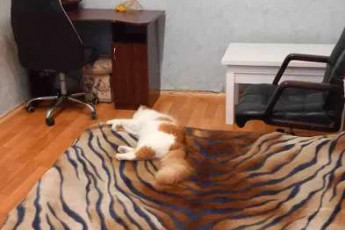 Сдам 3-х кімнатну квартиру, Завод Шевченко, Код: 811804/1