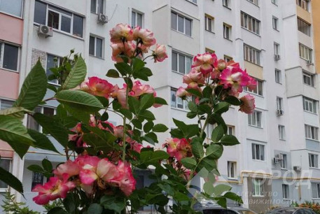 Продам 2-х кімнатну квартиру, ХТЗ, ХТЗ метро, Код: 644142/12