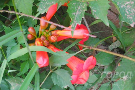 Продам 3-х кімнатну квартиру, Залютино, Код: 645772/2