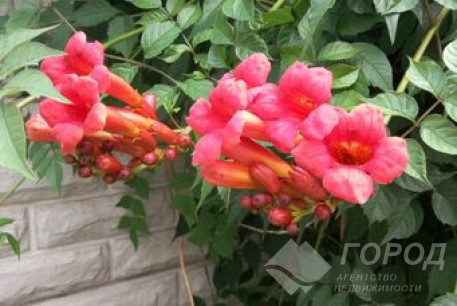 Продам дом, Аэропорт, Гетьманская ул., Код: 691035/3