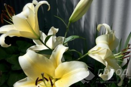 Продам дом, Аэропорт, Гетьманская ул., Код: 691035/3