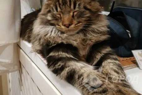 Сдам 2-х кімнатну квартиру, Салтовка, Код: 729156/1