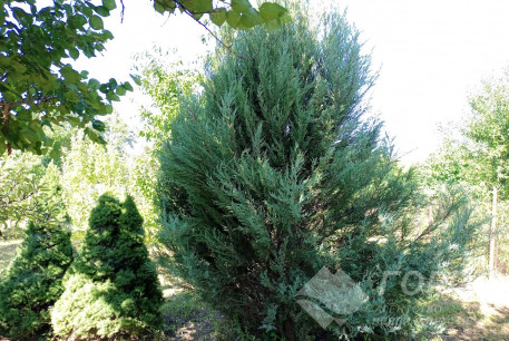 Продам участок, Чугуевский р-н, Каменная Яруга, Код: 736947/1