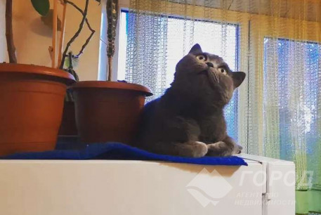 Продам 1-кімнатну квартиру, Салтовка, Студенческая метро, Код: 749020/2