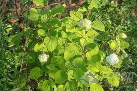 Продам участок, ХТЗ, , Код: 796612/1