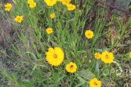 Продам участок, ХТЗ, , Код: 796612/1