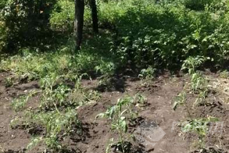 Продам дом, Новые дома, Суворова ул. (Новые дома), Код: 796615/1