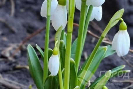 Сдам 3-х кімнатну квартиру, Центр, Пушкинская метро, Код: 798231/1