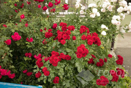 Сдам 1-кімнатну квартиру в новобудові, Салтовка, ТРК Украина, Код: 799255/1