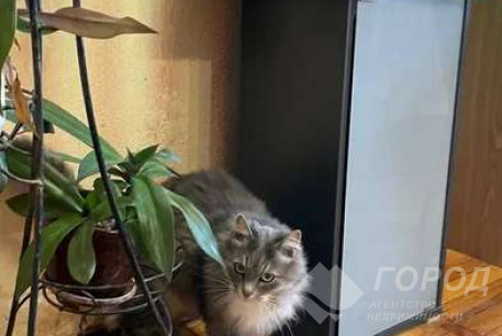 Сдам 3-х кімнатну квартиру, Новые дома, Код: 800823/2