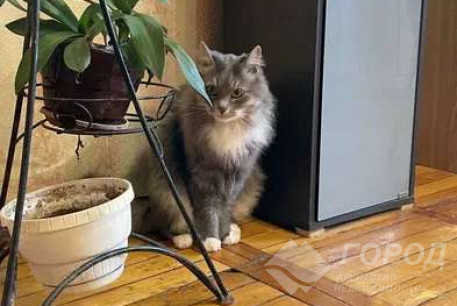 Сдам 3-х кімнатну квартиру, Новые дома, Код: 800823/2