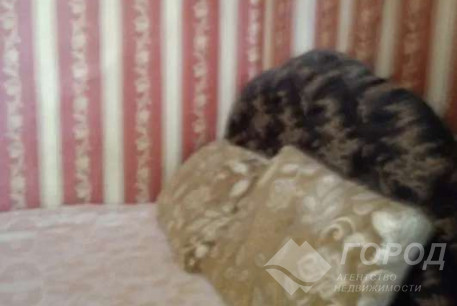 Сдам 1-кімнатну квартиру, Центр, Код: 801334/2