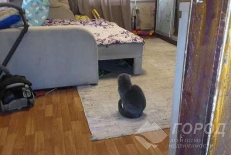 Сдам 2-х кімнатну квартиру, Салтовка, Код: 805614/1