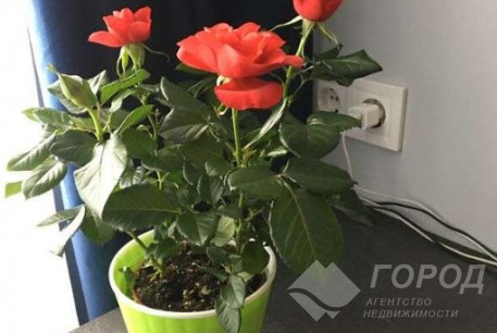 Продам 1-кімнатну квартиру, Салтовка, Код: 809120/1