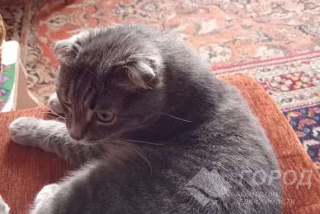 Сдам гостинку, Новые дома, Маршала Жукова метро (Дворец спорта), Код: 812837/1