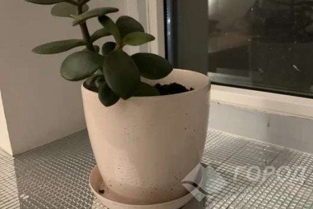 Сдам гостинку, Сосновая Горка, Код: 815482/1