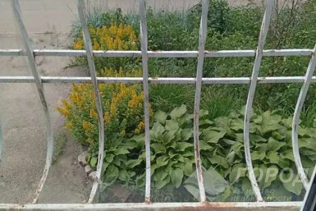 Сдам 1-кімнатну квартиру, Новые дома, Код: 816057/1